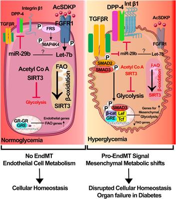 Editorial: Receptor Biology and Cell Signaling in Diabetes